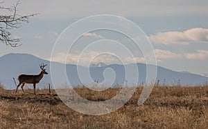 Whitetail Deer Buck in Autumn on Ridge