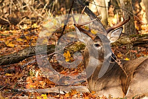 Whitetail Deer Buck Bedded