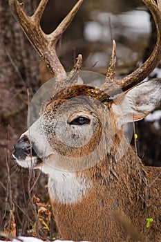 Whitetail Deer Buck Bedded Down Fall Rut