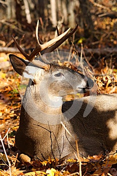 Whitetail Deer Buck Bedded photo