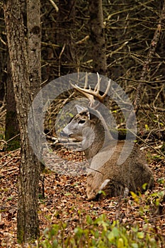 Whitetail Deer Buck Bedded During Fall Rut