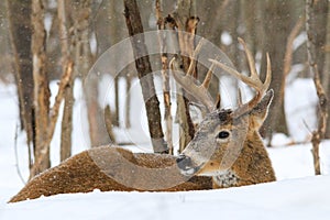 Whitetail Deer Buck Bedded in the Snow