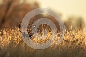 Whitetail Deer Buck Bedded in Tall Grass