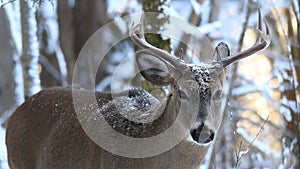 Whitetail Deer Buck Chewing Cud in Snow Covered Winter Scene