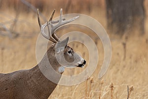 Whitetail Deer Buck Close up in Autumn