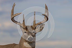 Whitetail Deer Buck Close Up in Autumn