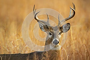 Whitetail Deer Buck closeup portrait