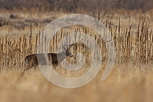 Whitetail Deer Buck in Colorado in the Rut