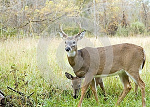 Whitetail Deer Buck And Doe