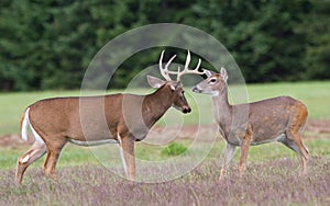 Whitetail Deer Buck and Doe photo