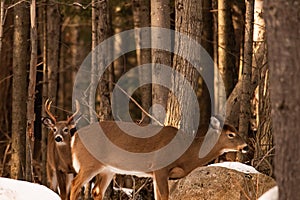 Whitetail deer buck and doe during the rutting season photo