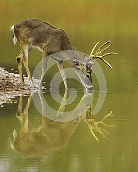 Whitetail Deer buck drinks at waterhole that reflects his image