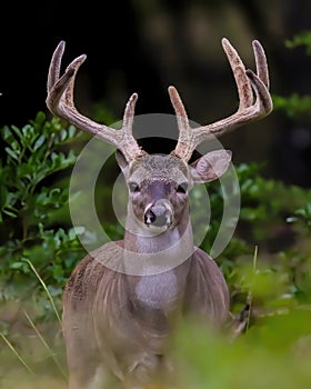 Whitetail Deer buck with eight-point antlers in summer velvet