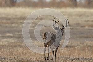 Whitetail Deer Buck in Fall