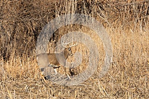 Whitetail Deer Buck in Fall