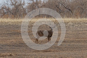Whitetail Deer Buck in Fall in Colorado