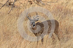 Whitetail Deer Buck in the Fall Rut