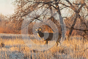 Whitetail Deer Buck in the Fall Rut