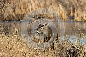 Whitetail Deer Buck in the Fall Rut