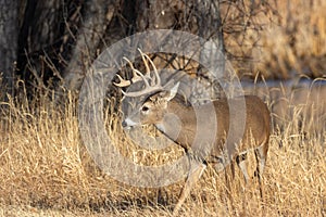 Whitetail Deer Buck in the Fall Rut