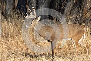 Whitetail Deer Buck in the Fall Rut