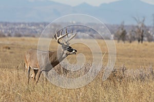 Whitetail Deer Buck in the Fall Rut