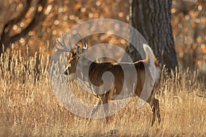 Whitetail Deer Buck in the Fall Rut