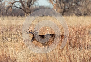 Whitetail Deer Buck in the Fall Rut