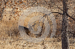 Whitetail Deer Buck in the Fall Rut