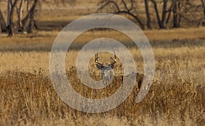 Whitetail Deer Buck in the Fall Rut