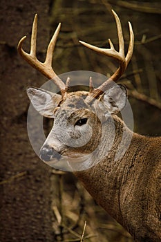 Whitetail Deer Buck Fall Rut