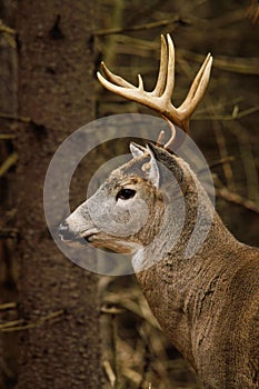 Whitetail Deer Buck Fall Rut