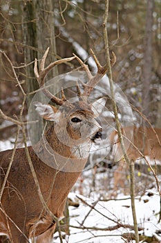 Whitetail Deer Buck Fall Rut