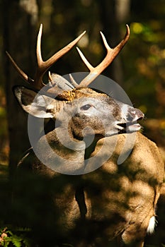 Whitetail Deer Buck Fall Rut