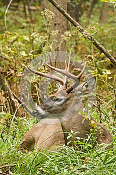 Whitetail Deer Buck Fall Rut Bedded