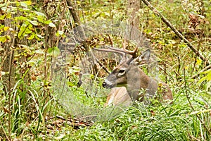 Whitetail Deer Buck Fall Rut Bedded photo