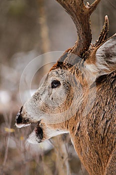 Whitetail Deer Buck Fall Rut Close Up