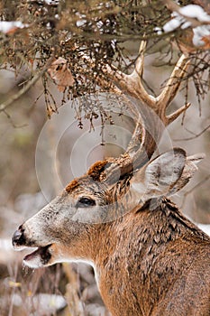 Whitetail Deer Buck Fall Rut Close Up
