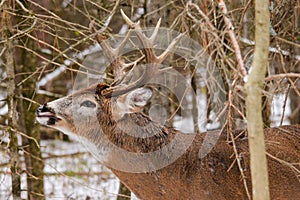 Whitetail Deer Buck Fall Rut Lip Curl