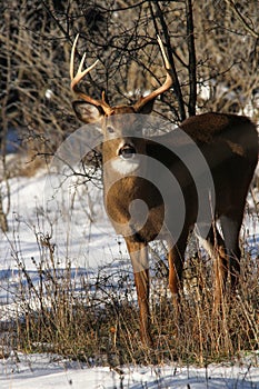 Whitetail Deer Buck Fall Rut photo