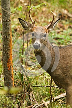 Whitetail Deer Buck Fall Rut Rub