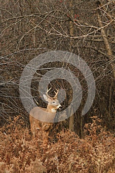 Whitetail Deer Buck Fall Rut