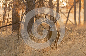 Whitetail Deer Buck in Fall at Sunrise