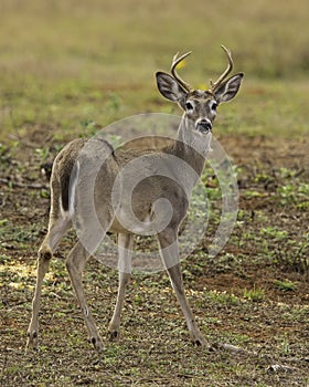 Whitetail Deer Buck in field eating