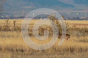 Whitetail Deer Buck in Grass Field