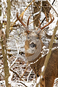 Whitetail Deer Buck With Impressive Antlers Poses in Winter Snow