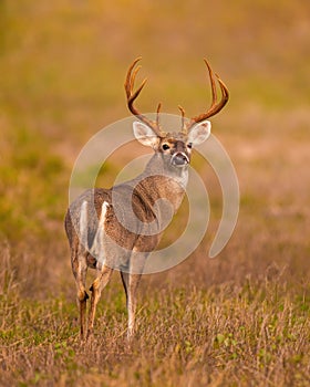 Whitetail Deer Buck looks behind him wile traveling through field