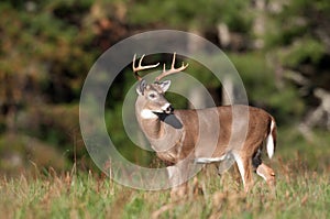 Whitetail deer buck in a meadow