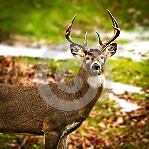 Whitetail deer buck odocoileus virginianus standing broadside facing camera