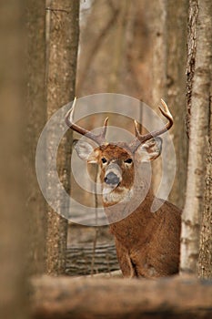 Whitetail Deer Buck Poses in Forest During Fall Rut